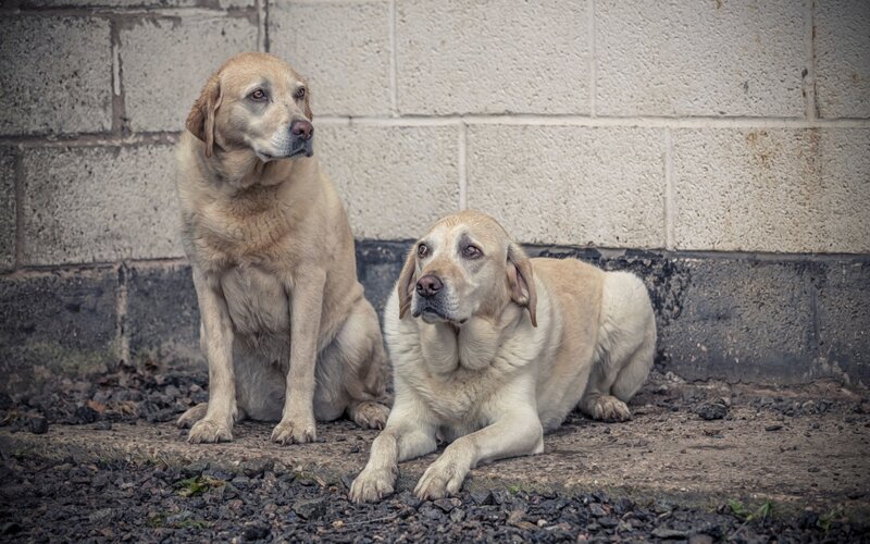 Two yellow labs by a wall