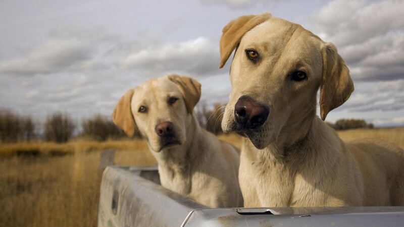 two yellow labs in a truck bed