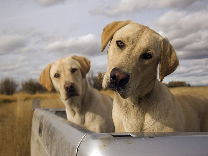 Two yellow labs in a truck bed