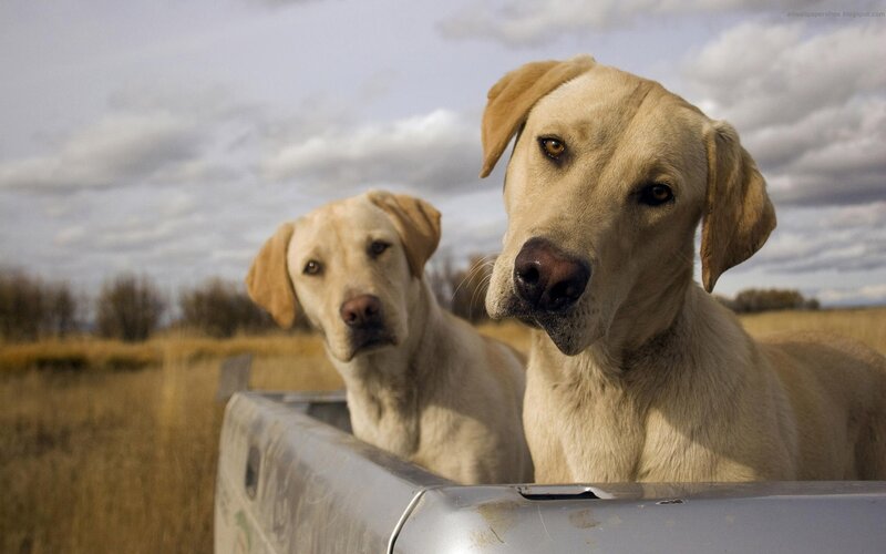 Two yellow labs in a truck bed