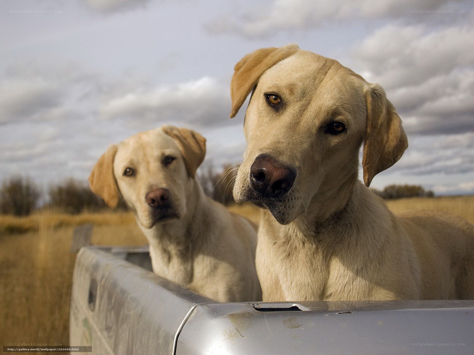 Two yellow labs in a truck bed