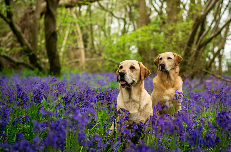 Two Yellow Labs in Bluebells