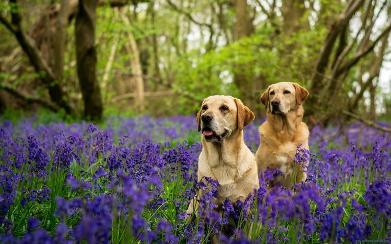 Two Yellow Labs in Flowers — Purple