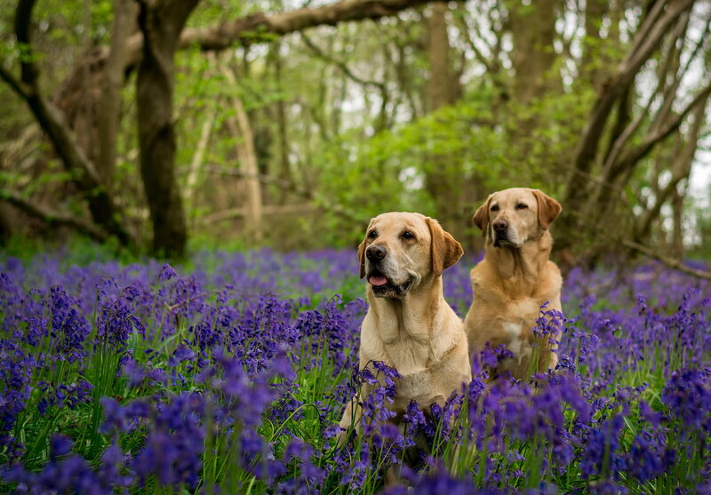 Two Yellow Labs in Flowers