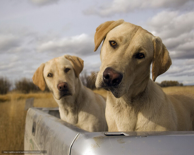 Two Yellow Labs in Truck — Calm, Afternoon