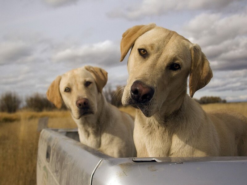 Two Yellow Labs in Truck — Calm
