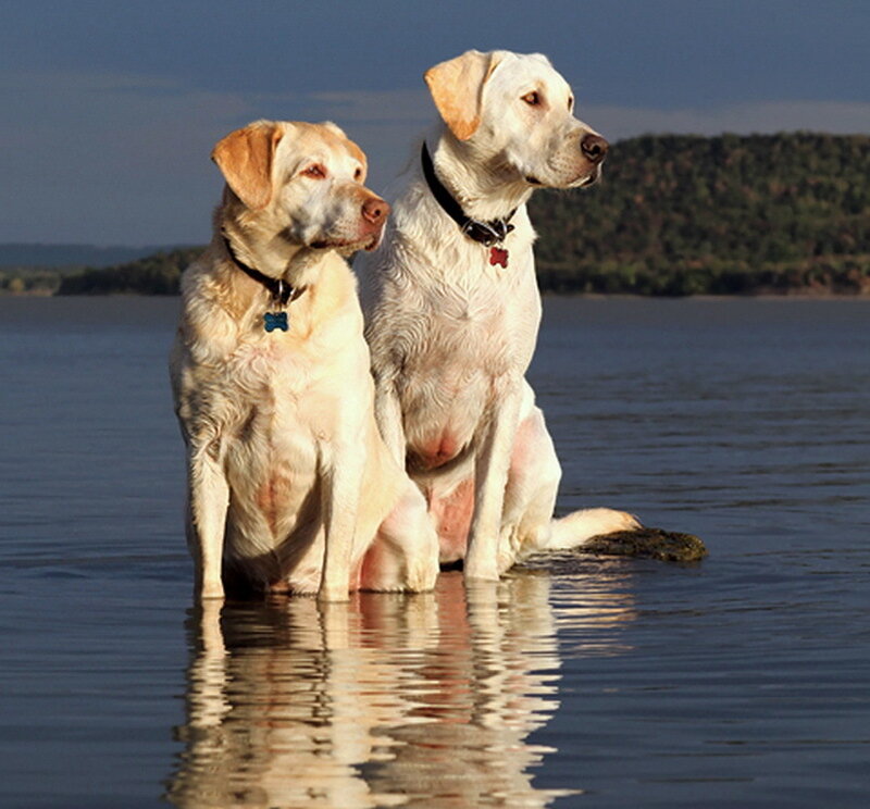 Two Yellow Labs in Water