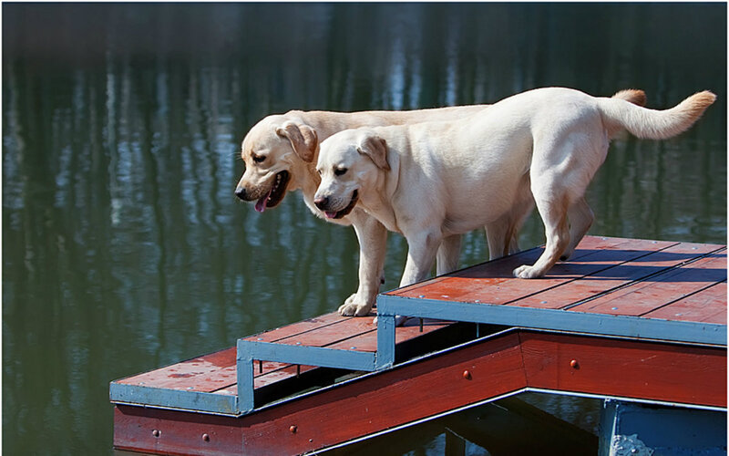 Two Yellow Labs on Dock
