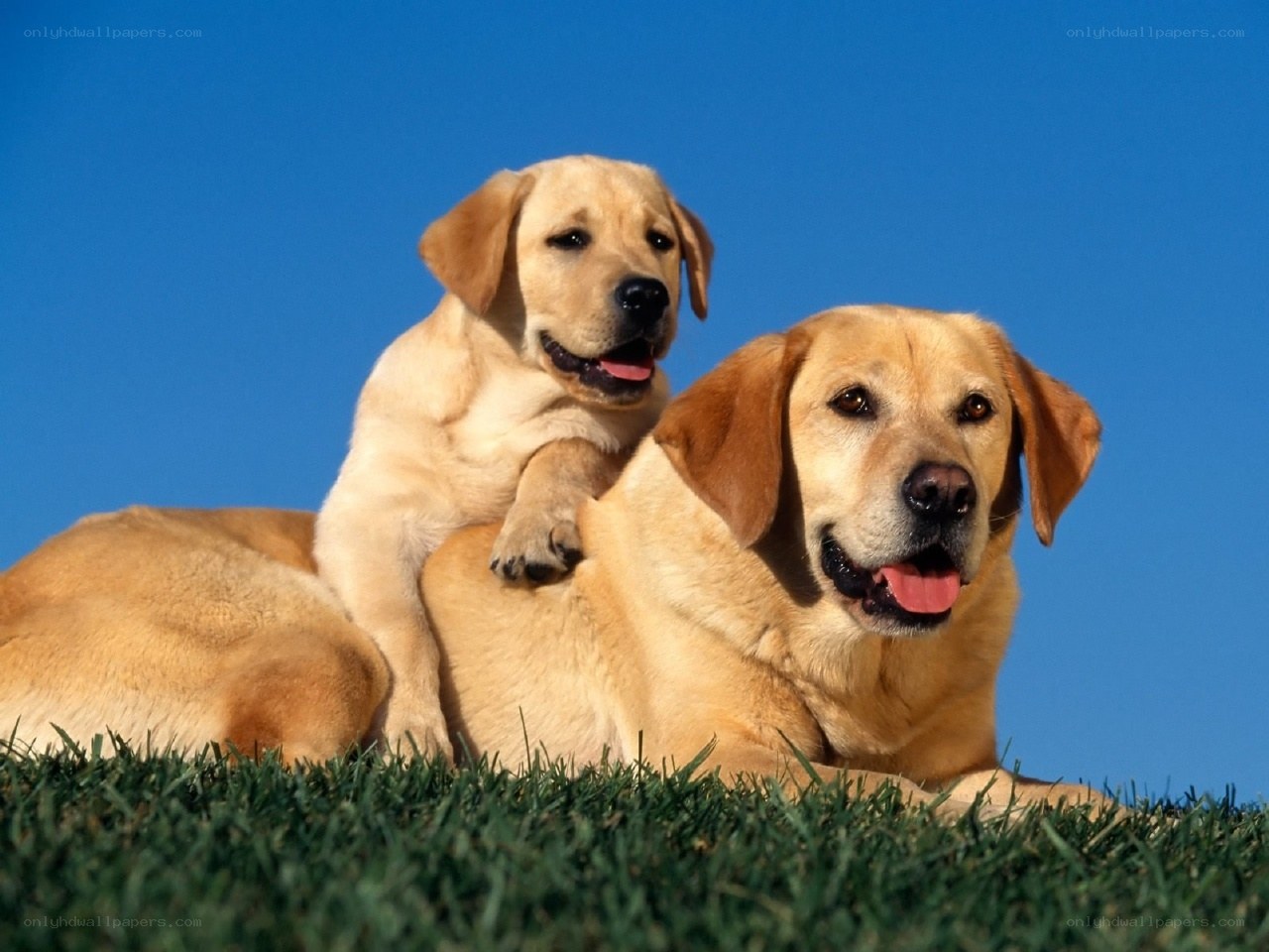 Two yellow labs on grass
