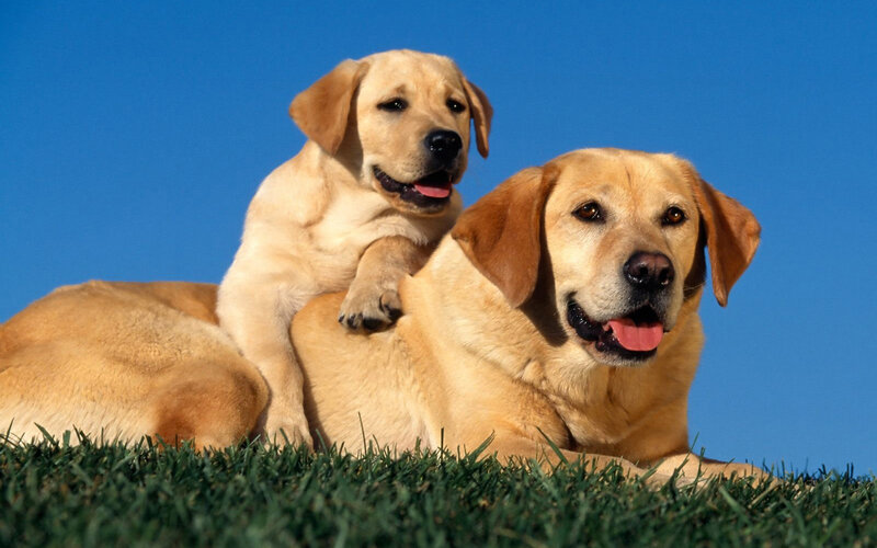 Two yellow labs on grass