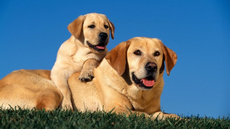 Two yellow labs on grass