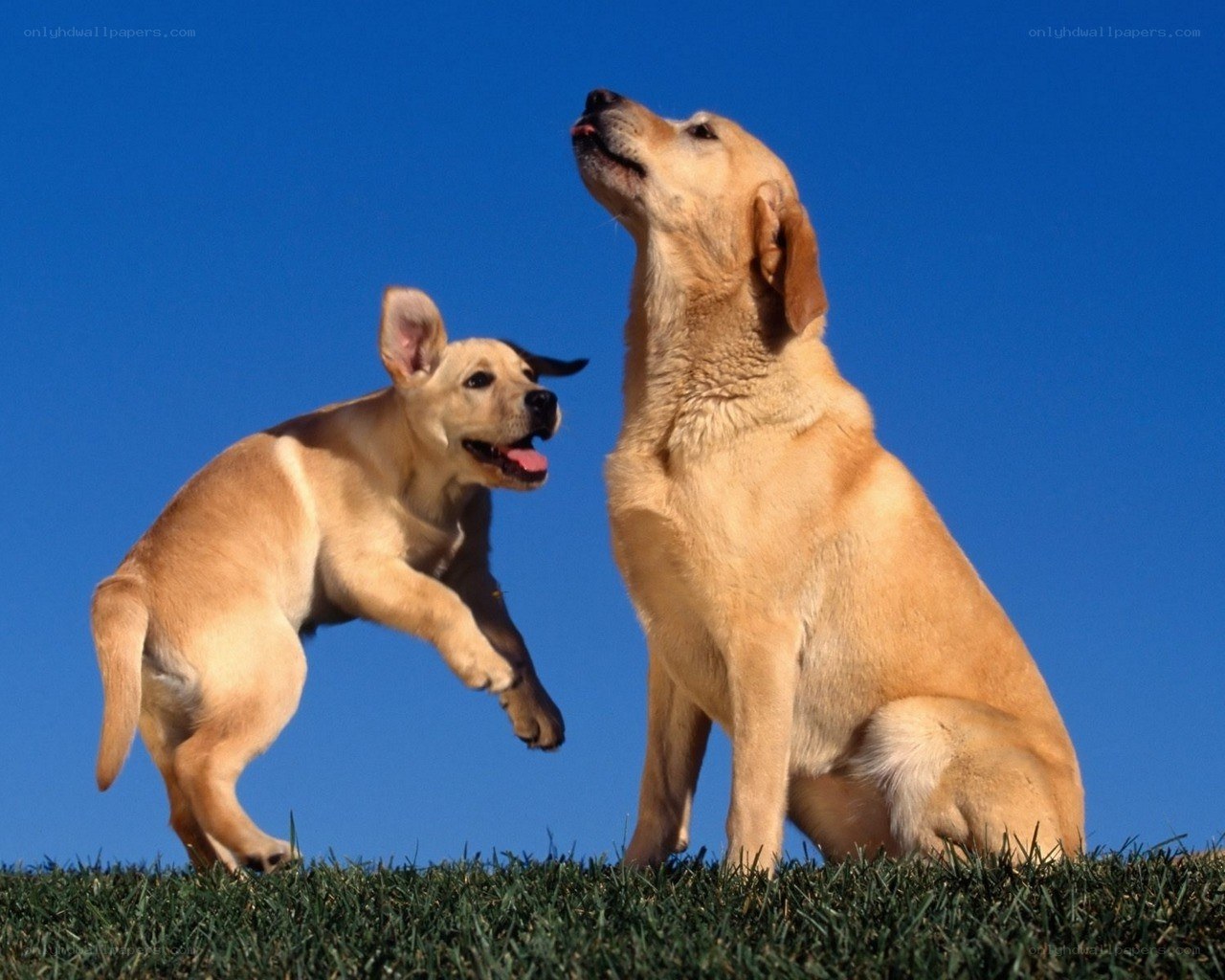 Two yellow labs playing on grass