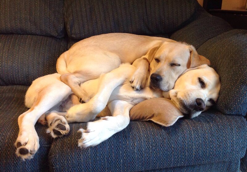 Two Yellow Labs Sleeping