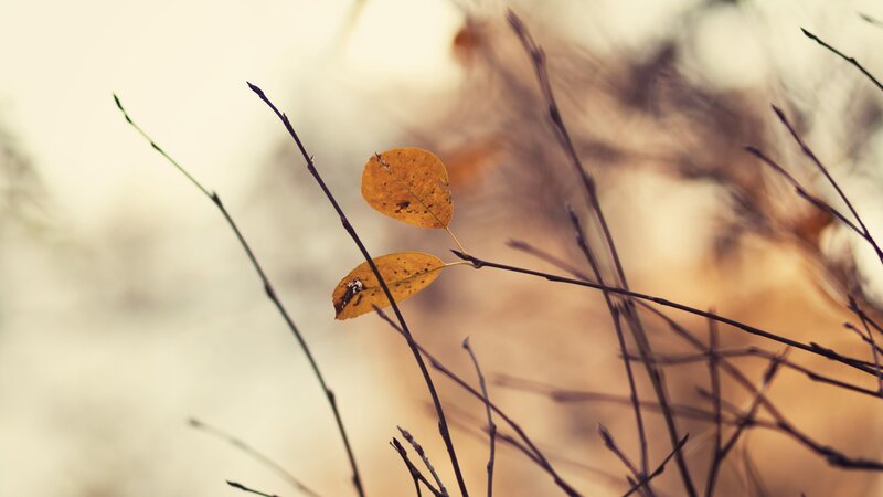 Two Yellow Leaves on Branch — Serene