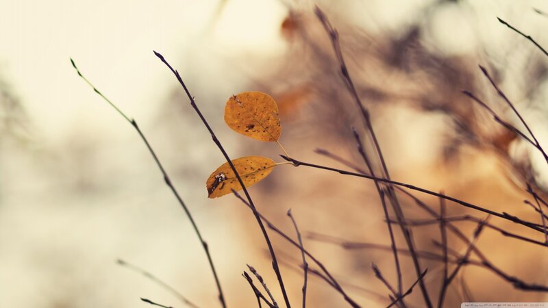 Two Yellow Leaves on Branch