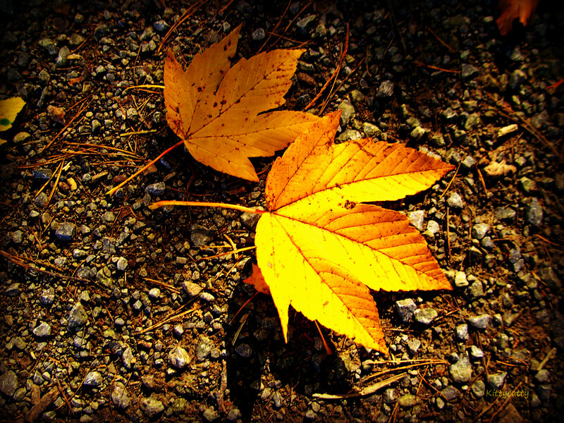 Two Yellow Maple Leaves