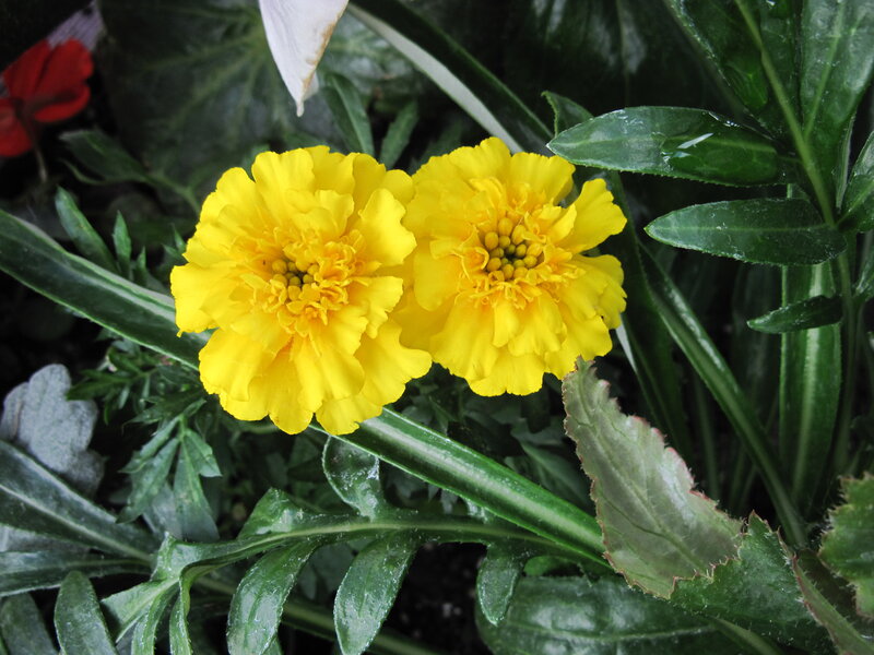 Two Yellow Marigold Flowers — Natural