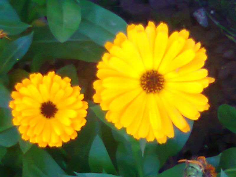 Two Yellow Marigold Flowers