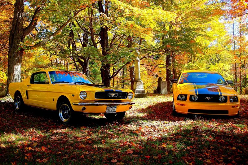 Two Yellow Mustang Cars
