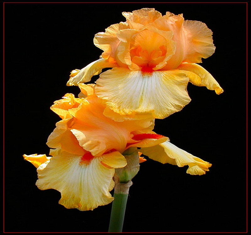 Two yellow-orange irises