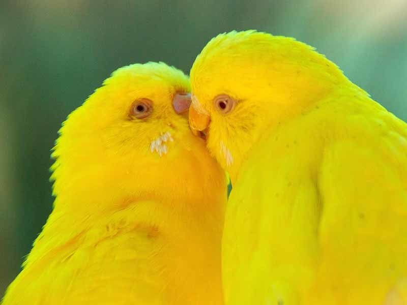 Two Yellow Parakeets