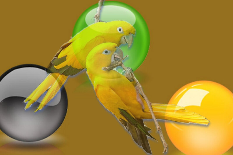 Two Yellow Parrots — Calm, Digital Art
