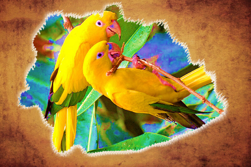 Two Yellow Parrots — Calm, Photograph