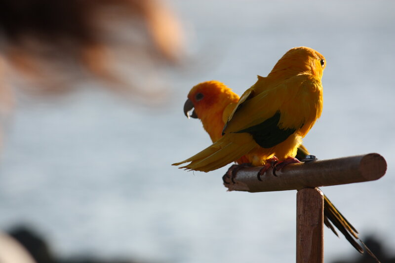 Two Yellow Parrots — Calm