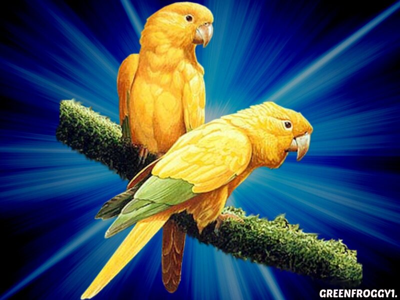 Two Yellow Parrots — Dramatic