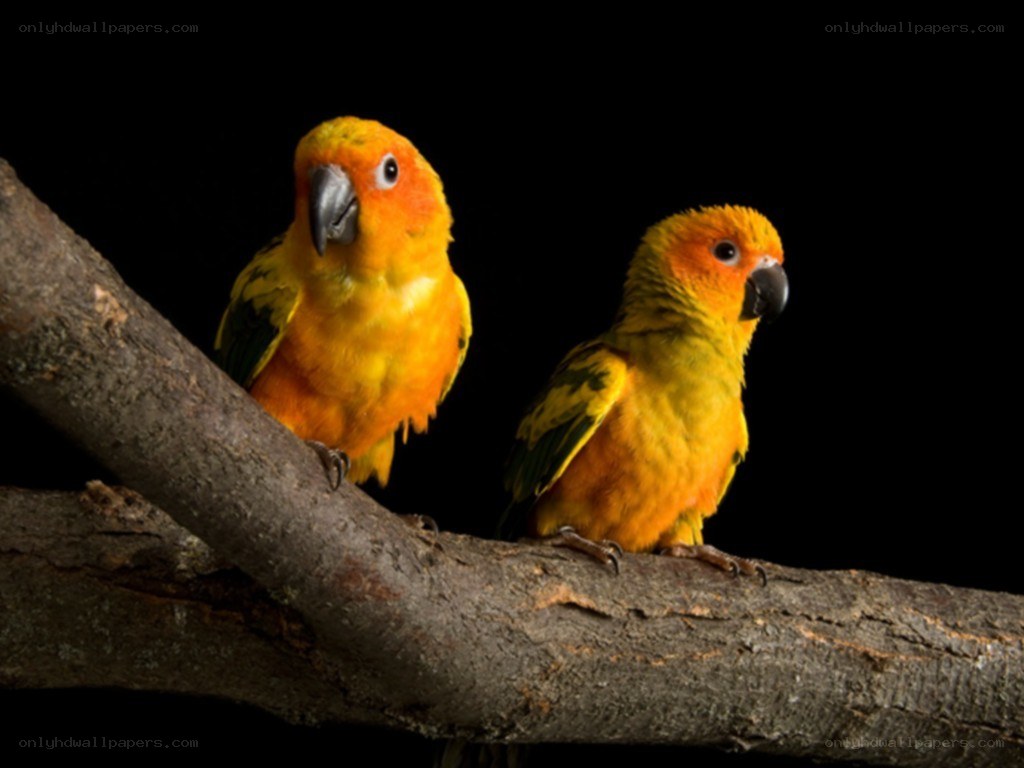 Two yellow parrots on a branch