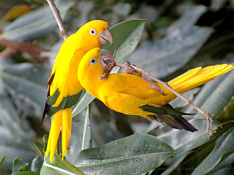Two yellow parrots on a branch