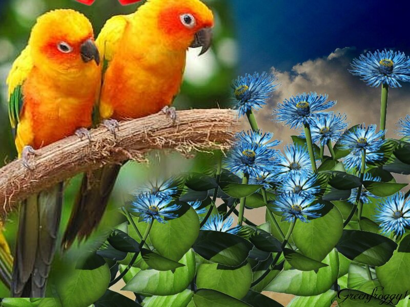 Two Yellow Parrots — Serene