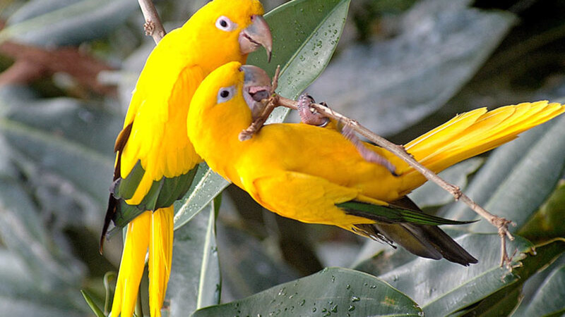 Two Yellow Parrots