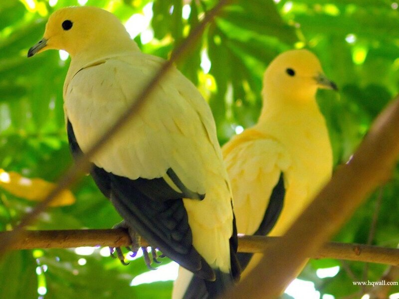 Two Yellow Pigeons — Calm