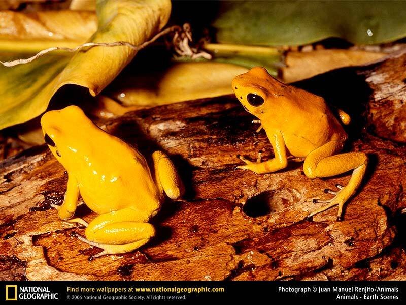 Two yellow poison dart frogs