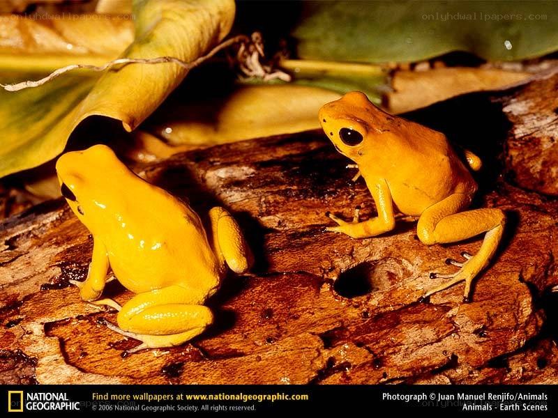 Two yellow poison dart frogs