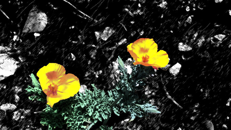 Two Yellow Poppies