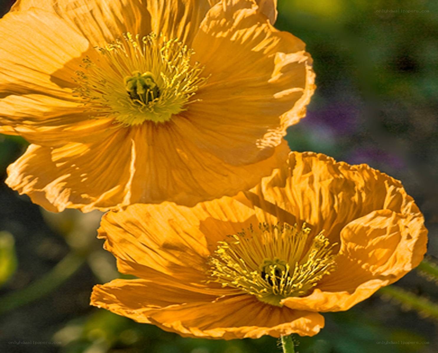Two yellow poppy flowers