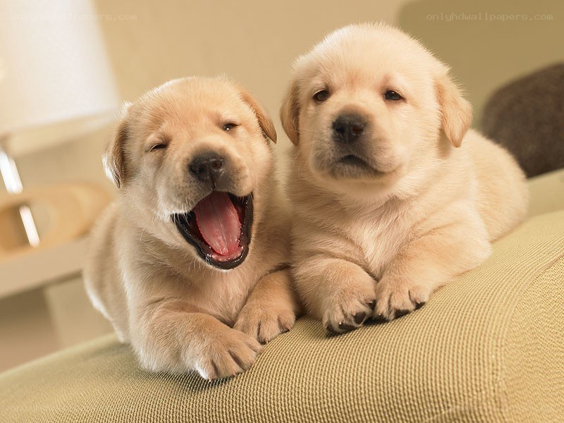 Two yellow puppies on a couch