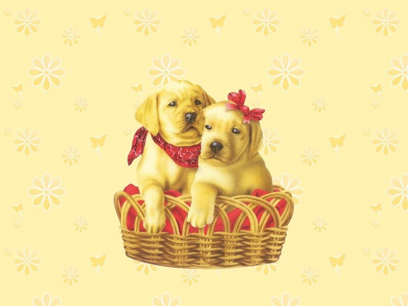 Two Yellow Puppies