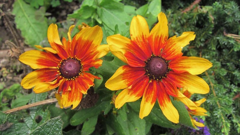 Two Yellow-red Flowers