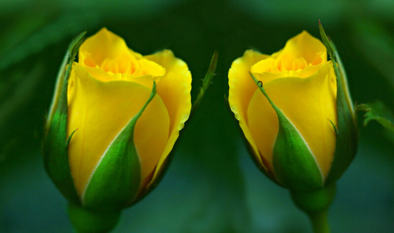 Two Yellow Rose Buds