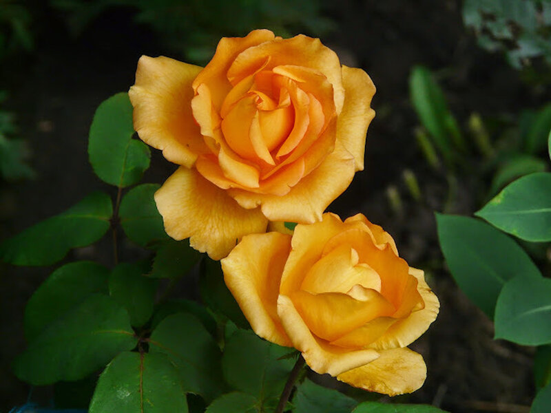 Two Yellow Roses — Calm, Afternoon, Photograph, Green Leaves
