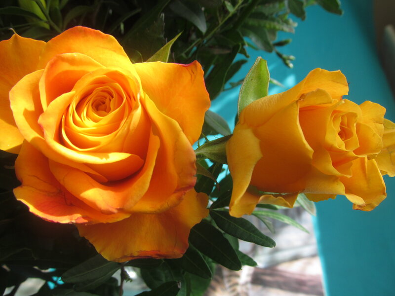 Two Yellow Roses — Calm, Afternoon, Photograph