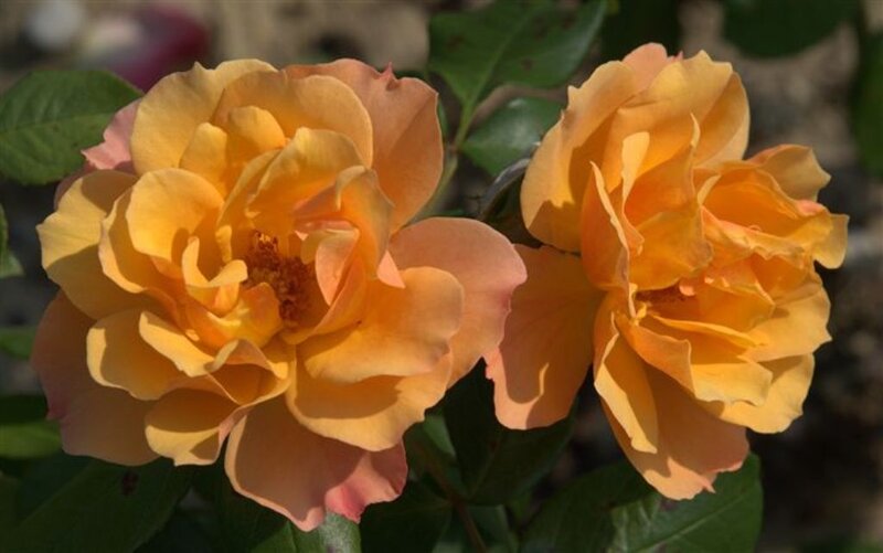 Two Yellow Roses — Calm, Afternoon