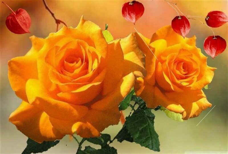 Two Yellow Roses — Calm, Autumn
