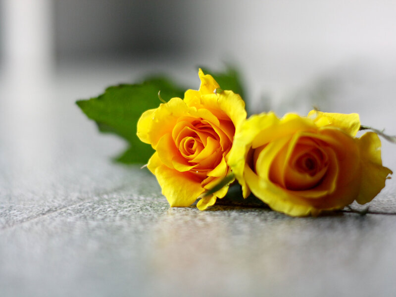Two Yellow Roses — Calm, Photograph, Green Leaf