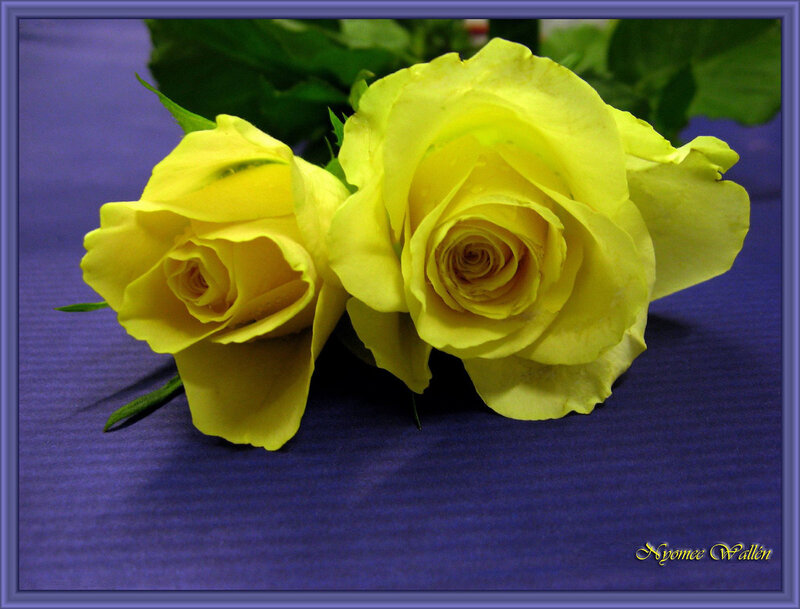 Two Yellow Roses — Calm, Photograph, Green Leaves, Blue Surface