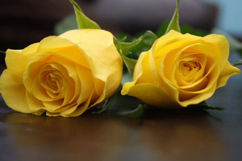 Two Yellow Roses — Calm, Photograph, Green Leaves, Dark Surface