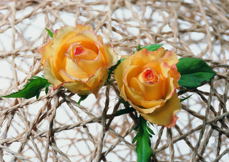 Two Yellow Roses — Calm, Photograph, Green Leaves, Twisted Rope